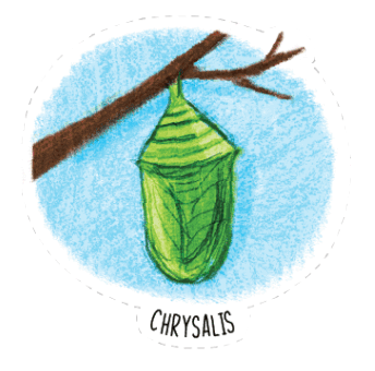 Chrysalis